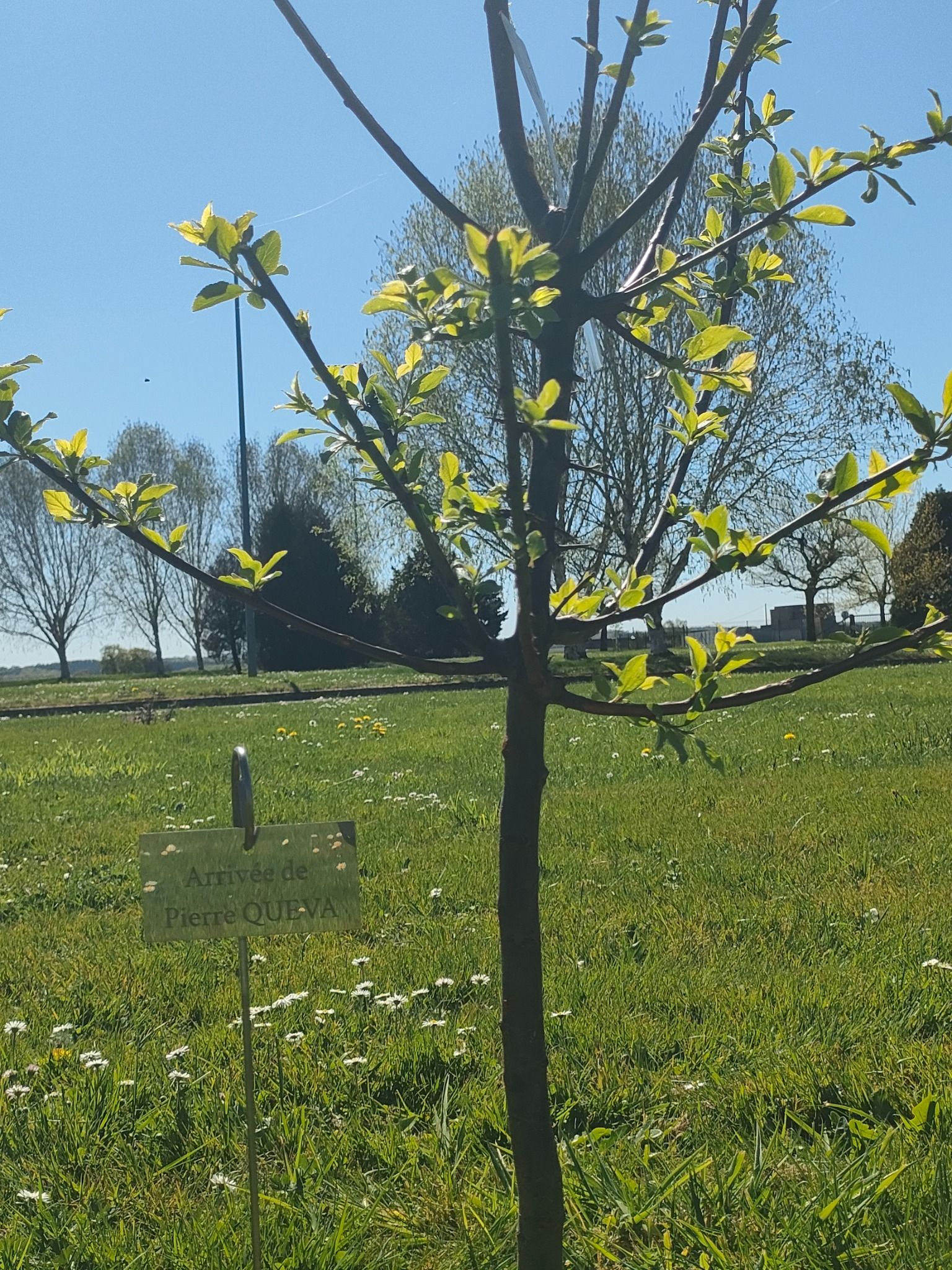Initiative biodiversité Matfer avec la plantation d’arbustes favorisant la présence des abeilles