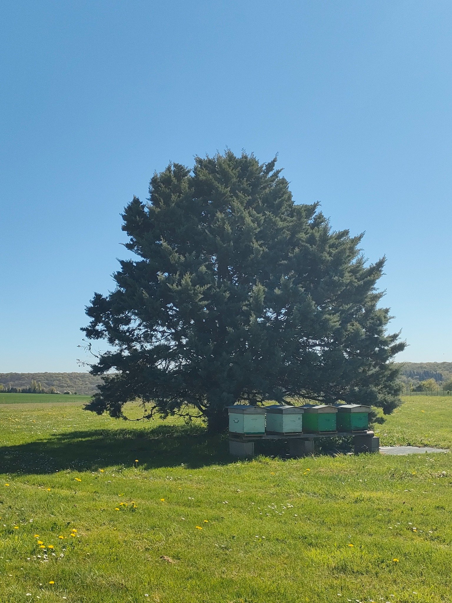 Initiative biodiversité Matfer avec la plantation d’arbustes favorisant la présence des abeilles